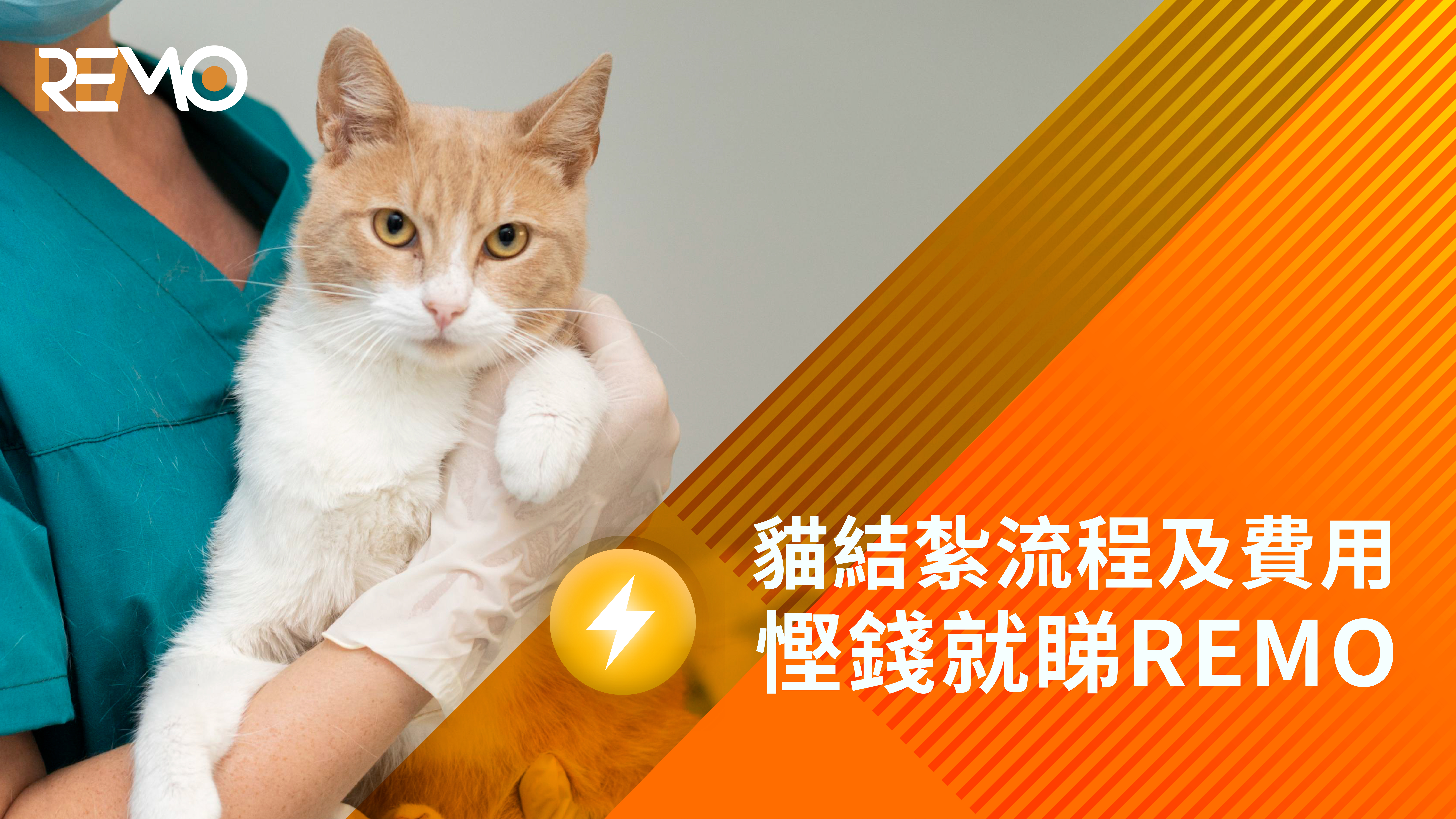 REMO, REMO CREDIT, 網通貸財務, 上環, 上環貸款, 財務公司, 貸款公司, 寵物經濟, 寵物, 貓, 手術費用, 醫療貸款, 寵物貸款, 網上即批貸款, 網上貸款, 網貸, 借錢, 借錢app, 貸款APP, 私人貸款, 貓咪, 結紮