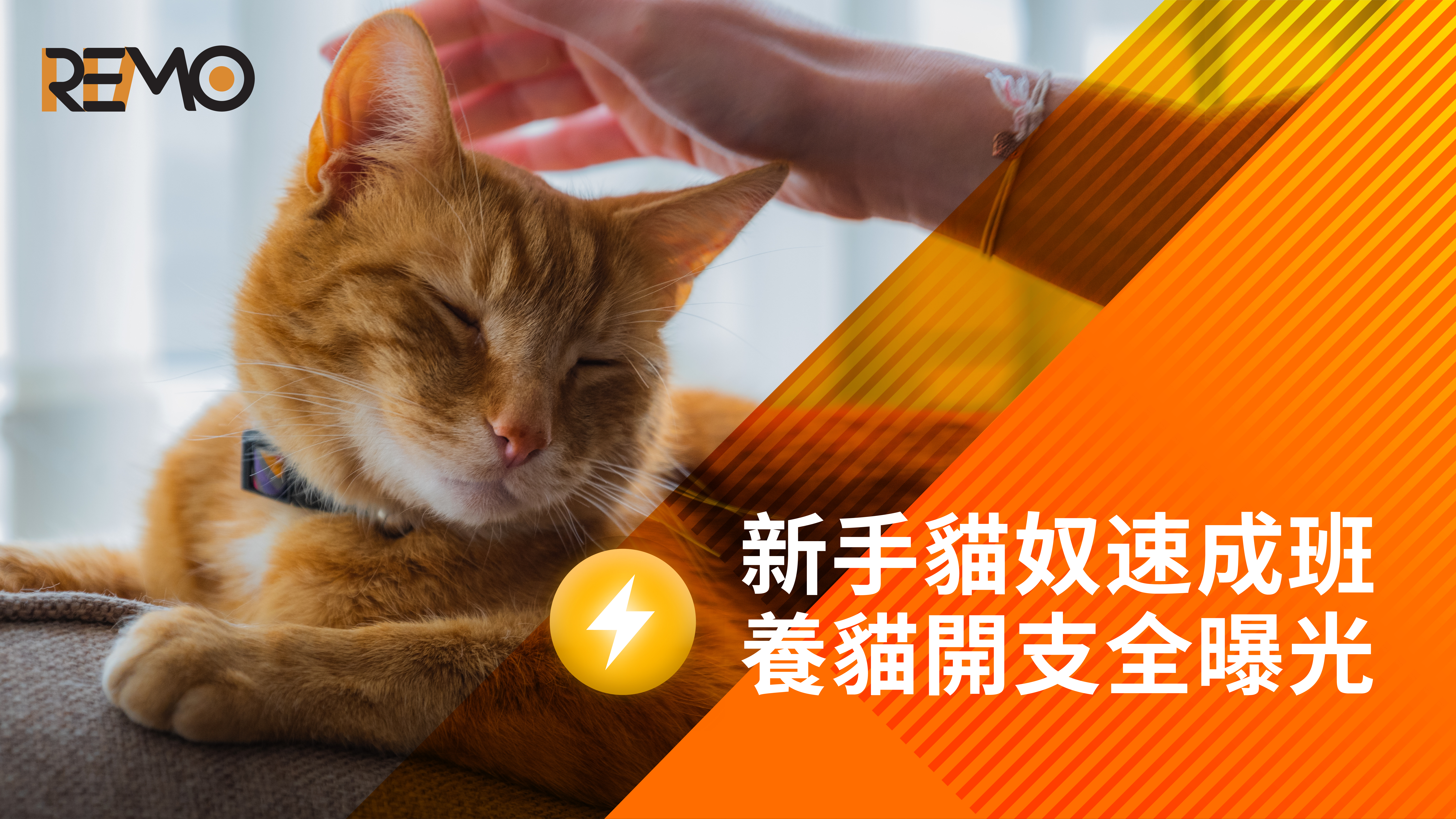 REMO, REMO CREDIT, 網通貸財務, 上環, 上環貸款, 財務公司, 貸款公司, 寵物費用, 養貓, 突發開支, 資金周轉, 彈性還款, 免TU, 免文件, 免露面, 小額貸款, 小額周轉, 上環貸款公司, 網上貸款, 網貸, 網上即批貸款